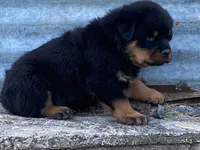 Groucho, a male Rottweiler for sale in Fennimore, WI – 1 of 10