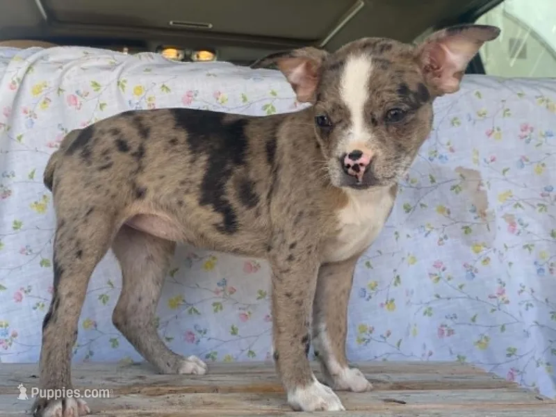 Shasta – Boston Terrier, Fox Terrier puppy for sale in Fennimore, WI