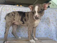 Shasta, a female Boston Terrier and Fox Terrier for sale in Fennimore, WI – 1 of 7