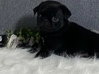 Archie, a male Pug for sale in Fennimore, WI – 3 of 9