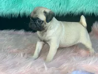 Cha Cha, a female Pug for sale in Fennimore, WI – 5 of 7
