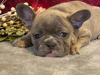 Fancy, a female French Bulldog for sale in Fennimore, WI – 9 of 9