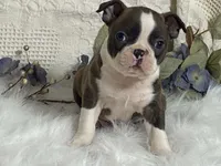 Yolo, a male Boston Terrier for sale in Fennimore, WI – 6 of 10