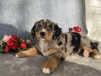 Patty, a female Bernedoodle for sale in Fennimore, WI – Photo 4 of 10