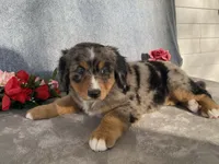 Patty, a female Bernedoodle for sale in Fennimore, WI – Photo 3 of 10