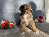 Patty, a female Bernedoodle for sale in Fennimore, WI – Photo 9 of 10