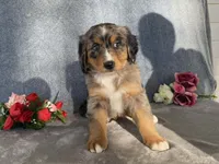 Patty, a female Bernedoodle for sale in Fennimore, WI – Photo 6 of 10