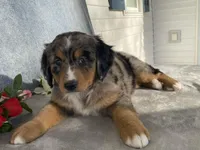 Patty, a female Bernedoodle for sale in Fennimore, WI – Photo 1 of 10