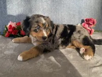 Patty, a female Bernedoodle for sale in Fennimore, WI – Photo 2 of 10