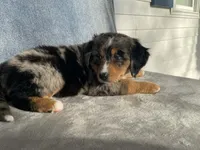 Patty, a female Bernedoodle for sale in Fennimore, WI – Photo 10 of 10