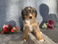 Patty, a female Bernedoodle for sale in Fennimore, WI – Photo 8 of 10