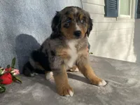 Patty, a female Bernedoodle for sale in Fennimore, WI – Photo 7 of 10