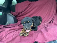 Taffy, a female Rottweiler for sale in Fennimore, WI – 4 of 9