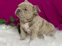 Zelda, a female Frenchton for sale in Fennimore, WI – 10 of 10
