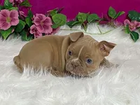 Zasha, a female Frenchton for sale in Fennimore, WI – 9 of 10