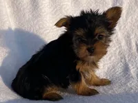 Lady, a female Yorkshire Terrier for sale in Fennimore, WI – 4 of 10