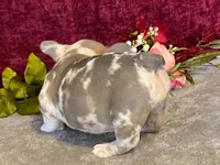 Bossy, a female French Bulldog for sale in Fennimore, WI – 4 of 10