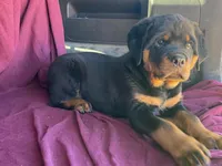 Chopper, a male Rottweiler for sale in Fennimore, WI – 7 of 10