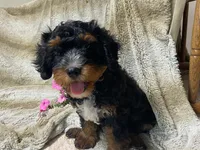 Teddy, a male Cavapoo for sale in Fennimore, WI – 8 of 10