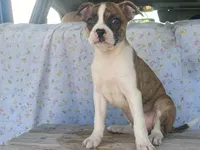 Stripes, a female Boston Terrier and Fox Terrier for sale in Fennimore, WI – 6 of 9