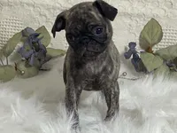 Victor, a male Pug for sale in Fennimore, WI – 9 of 10