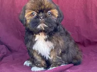 Ribbins, a female Shih Tzu for sale in Fennimore, WI – 7 of 10