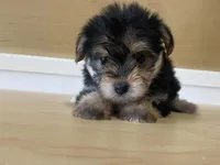Puffy, a female Morkie for sale in Fennimore, WI – 5 of 10