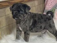 VIC, a male Pug for sale in Fennimore, WI – Photo 10 of 10