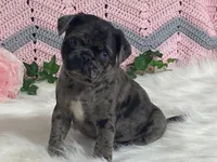 VIC, a male Pug for sale in Fennimore, WI – Photo 4 of 10