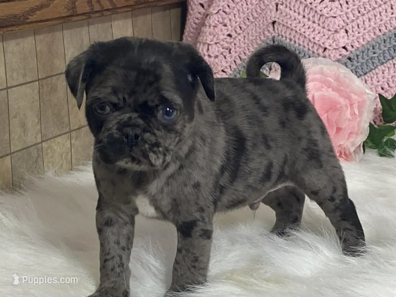 VIC, a male Pug for sale in Fennimore, WI – Photo 1 of 10