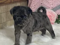 VIC, a male Pug for sale in Fennimore, WI – Photo 1 of 10