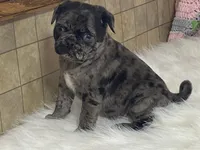 VIC, a male Pug for sale in Fennimore, WI – Photo 7 of 10