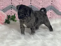 VIC, a male Pug for sale in Fennimore, WI – Photo 8 of 10
