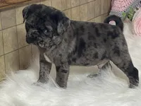 VIC, a male Pug for sale in Fennimore, WI – Photo 9 of 10