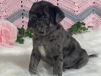 VIC, a male Pug for sale in Fennimore, WI – Photo 3 of 10