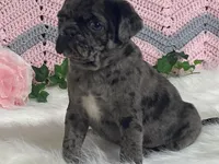 VIC, a male Pug for sale in Fennimore, WI – Photo 2 of 10