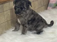 VIC, a male Pug for sale in Fennimore, WI – Photo 6 of 10