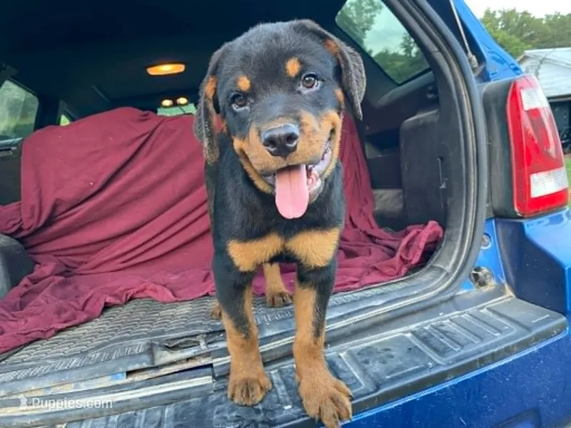 Popey – Rottweiler puppy for sale in Fennimore, WI