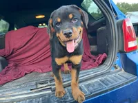 Popey, a male Rottweiler for sale in Fennimore, WI – 1 of 7