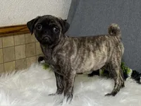 Valery, a female Pug for sale in Fennimore, WI – 9 of 10