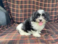 LULU, a female Bichon Frise and Shih Tzu for sale in Fennimore, WI – 9 of 9