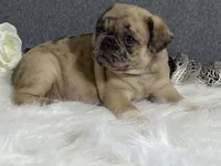 Amy, a female Pug for sale in Fennimore, WI – 2 of 10