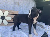 Midnight, a female Boston Terrier and Fox Terrier for sale in Fennimore, WI – 6 of 10