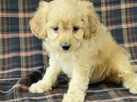 Andy, a male Cavapoo for sale in Fennimore, WI – Photo 5 of 9