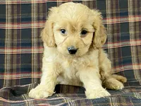 Andy, a male Cavapoo for sale in Fennimore, WI – Photo 3 of 9