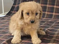 Andy, a male Cavapoo for sale in Fennimore, WI – Photo 2 of 9