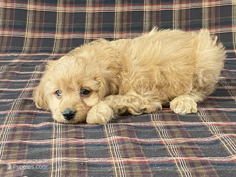 Andy – Cavapoo puppy for sale in Fennimore, WI