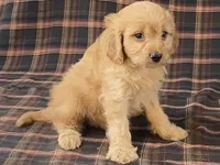 Andy, a male Cavapoo for sale in Fennimore, WI – Photo 9 of 9