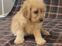 Andy, a male Cavapoo for sale in Fennimore, WI – Photo 7 of 9
