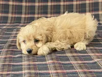 Andy, a male Cavapoo for sale in Fennimore, WI – Photo 6 of 9